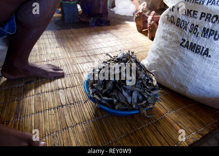 Angeln ist eine primäre wirtschaftliche Aktivität für Menschen in und um Bangweulu Feuchtgebiete, Sambia. Stockfoto