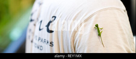 Eine kleine Kinder flap-necked Chamäleon, Chamaeleo dilepi, klettert in einem Feld ökologe t-shirt im Küstenwald, Richards Bay, KwaZulu-Natal, SA Stockfoto