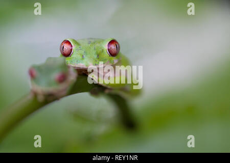 Zwei Natal baum Frösche, Leptopelis natalensis, Barsch auf einen Stamm in Richards Bay, KwaZulu-Natal, Südafrika. Stockfoto