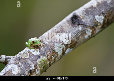 Ein Natal Laubfrosch, Leptopelis natalensis, Sitzstangen auf einem brach in den küstennahen Wald von Richards Bay, KwaZulu-Natal, Südafrika. Stockfoto