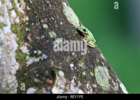 Ein Natal Laubfrosch, Leptopelis natalensis, Sitzstangen auf einen Baum im küstenwald von Richards Bay, KwaZulu-Natal, Südafrika. Stockfoto