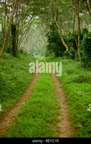 Acacia Karroo Bäume säumen den Weg durch die regenerierende Küstenwald in der Nähe von Richards Bay in KwaZulu-Natal, Südafrika. Stockfoto