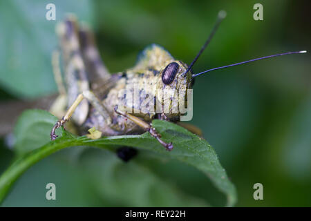 Eine Heuschrecke, Orthoptera sp., Sitzstangen auf ein Blatt im küstenwald von Richards Bay, KwaZulu-Natal, Südafrika. Stockfoto
