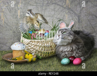 Junge Kitty in das Bild der Ester Bunny Stockfoto