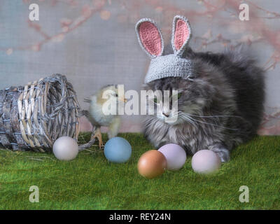 Junge Kitty in das Bild der Ester Bunny Stockfoto