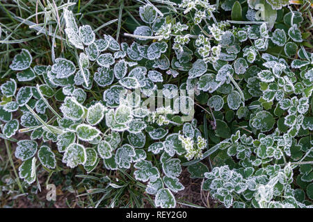 Am frühen Morgen gefrorenem Raureif Gras im frühen Herbst morgen. Frosty Pflanzen im Garten, nähert sich Winter Stockfoto