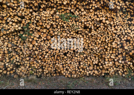 Bereich der illegalen Abholzung der Vegetation im Wald. Schneiden Sie die Baum- und Holz- Stämme aus dem Wald. Ein Haufen von Holz in der Nähe des Waldes. Konzept Stockfoto