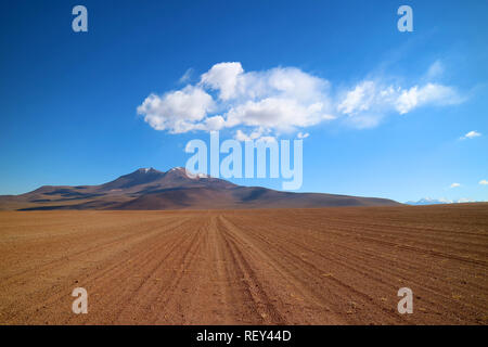 Road Trip in die Fauna der Anden Eduardo Avaroa National Reserve, Sur Lipez Provinz, Potosi Abteilung für Bolivien Stockfoto