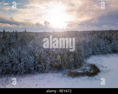 Winter Forest mit frostigen Bäumen, Luftbild. Litauen Stockfoto