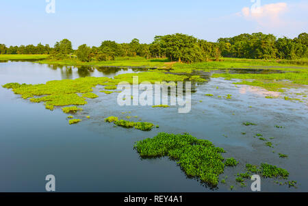 Ein Süßwasser-Lagune mit Wasserhyazinthe und durch Reisfelder und Bäume bei Sonnenuntergang auf der Insel Majuli, Assam, Indien flankiert. Stockfoto