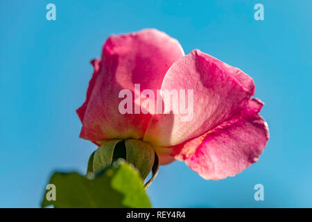 Blick auf den Kopf einer rosa Rose Blume in der Hintergrundbeleuchtung auf blauem Hintergrund close-up Stockfoto
