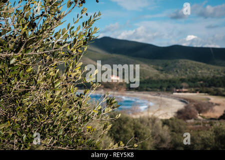 Kleine schwarze Oliven wachsen auf einen Baum mit den türkisblauen Mittelmeer und Lozari Strand in Korsika im Hintergrund Stockfoto