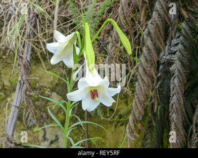 Regal Lilie (Lilium Regale) Blüte. In Neuseeland im Februar fotografiert. Stockfoto