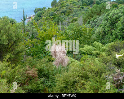 Landschaft und Meer in der Nähe von Whitianga Neuseeland Stockfoto