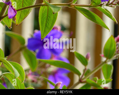 Tibouchina urvilleana ist eine Pflanzenart aus der Gattung der blühenden Pflanze in der Familie Melastomataceae, beheimatet in Brasilien. Zu 3 - 6 m (10 - 20 ft) hoch um 2 - 3 m (7 - 10 Stockfoto