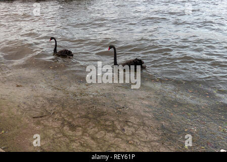 Schwarzer Schwan (Cygnus atratus). Diese wasservogelabkommens ist in Australien, hat aber in der ganzen Welt eingeführt. Schwarze Schwäne füttern auf Wasserpflanzen. Die Stockfoto