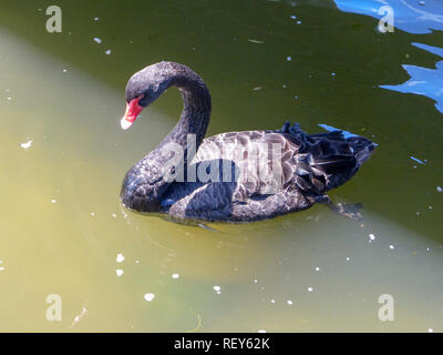 Schwarzer Schwan (Cygnus atratus). Diese wasservogelabkommens ist in Australien, hat aber in der ganzen Welt eingeführt. Schwarze Schwäne füttern auf Wasserpflanzen. Die Stockfoto