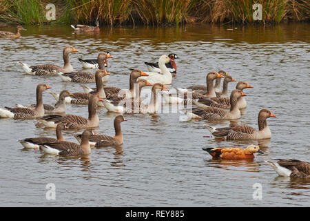 Graugänse (Anser anser) auf einem Teich in Devon, im Südwesten von England. In Großbritannien sind sie in ganz Eurasien aus Großbritannien Verbreitung zu China. Stockfoto