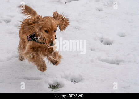 Happy Cocker Spaniel Welpen laufen im Schnee Stockfoto