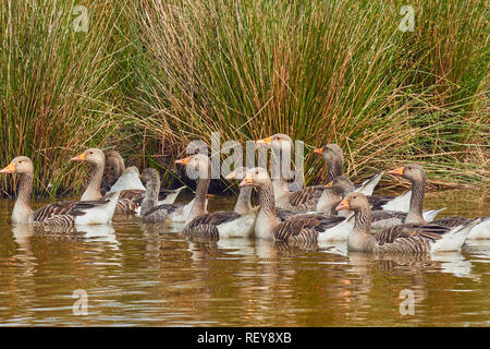 Graugänse (Anser anser) auf einem Teich in Devon, im Südwesten von England. In Großbritannien sind sie in ganz Eurasien aus Großbritannien Verbreitung zu China. Stockfoto