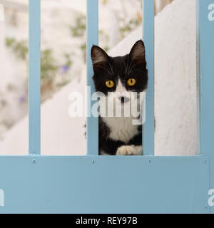 Nette junge bicolor schwarz-weisse Katze Kätzchen auf einer blauen Tür neugierig, Ägäische Inseln, Griechenland, Europa Stockfoto