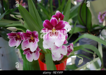 Orchideen Miltoniopsis Estefania Merino Blumen. Dekorative Pflanzen für Garten und Gewächshaus. Stockfoto