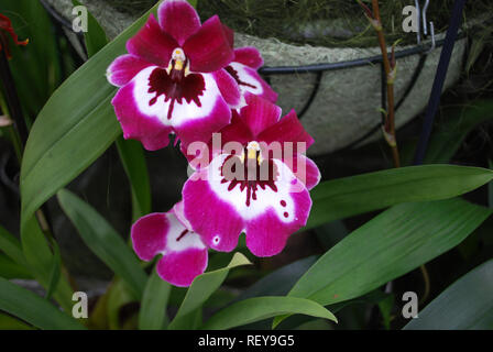 Orchideen Miltoniopsis Hajime Ono Blumen. Dekorative Pflanzen für Garten und Gewächshaus. Stockfoto