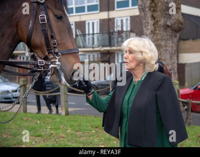 Die Herzogin von Cornwall trifft eine Polizei Pferd während Ihrem Besuch in Caxton Hall Community Center, wo sie Mitglieder des Malmesbury Residents Association in einem Wurf holen. Stockfoto