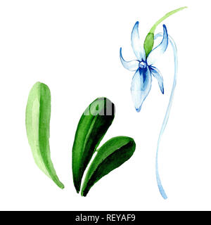 Blau seltene Orchidee. Florale botanischen Blume. Wild Federblatt wildflower. Aquarell Hintergrund Abbildung. Aquarell Zeichnung mode Aquarelle Stockfoto