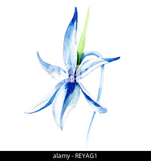 Blau seltene Orchidee. Florale botanischen Blume. Wild Federblatt wildflower. Aquarell Hintergrund Abbildung. Aquarell Zeichnung mode Aquarelle Stockfoto