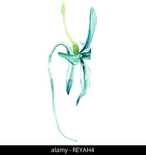 Blau seltene Orchidee. Florale botanischen Blume. Wild Federblatt wildflower. Aquarell Hintergrund Abbildung. Aquarell Zeichnung mode Aquarelle Stockfoto