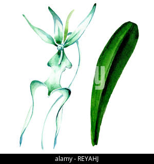 Blau seltene Orchidee. Florale botanischen Blume. Wild Federblatt wildflower. Aquarell Hintergrund Abbildung. Aquarell Zeichnung mode Aquarelle Stockfoto