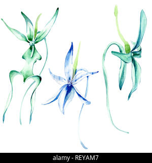 Blau seltene Orchidee. Florale botanischen Blume. Wild Federblatt wildflower. Aquarell Hintergrund Abbildung. Aquarell Zeichnung mode Aquarelle Stockfoto