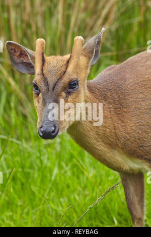 Reeves Muntjac Rotwild (Muntiacus reevesi), genannt auch die chinesische Muntjac, ist ein kleines Reh aus China, jetzt sehr häufig in Großbritannien. Stockfoto