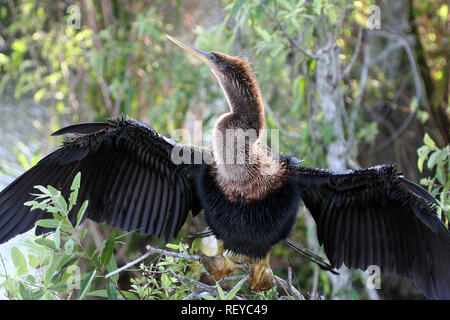 , Anhinga Anhinga anhinga, Everglades National Park, Florida Stockfoto