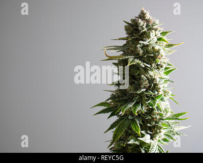 Große Freizeit Cannabis marihuana Pflanze Makro anzeigen Blätter Knospen Kristalle Stockfoto