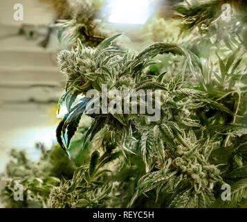 Cannabis Pflanzen zur Ernte bereit Fett Blütenknospen Stockfoto