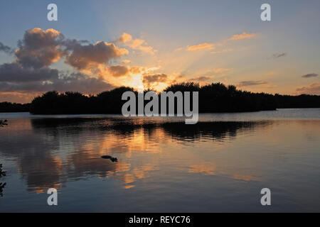 American Alligator, Alligator mississippiensis, in Paurotus Teich in den Everglades National Park, Florida, USA, bei Sonnenuntergang Stockfoto