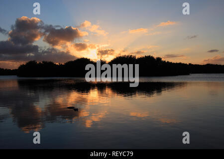 American Alligator, Alligator mississippiensis, in Paurotus Teich in den Everglades National Park, Florida, USA, bei Sonnenuntergang Stockfoto