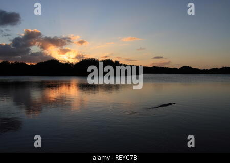 American Alligator, Alligator mississippiensis, in Paurotus Teich in den Everglades National Park, Florida, USA, bei Sonnenuntergang Stockfoto