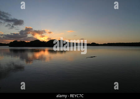 American Alligator, Alligator mississippiensis, in Paurotus Teich in den Everglades National Park, Florida, USA, bei Sonnenuntergang Stockfoto