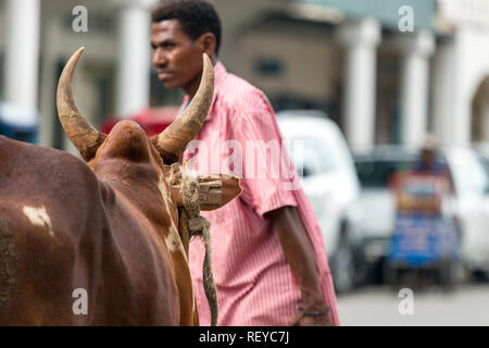 Toliara, Madagaskar - Januar 10th, 2019: Der Kopf eines Ochsen auf der Suche nach einem lokalen Mann über die Straße in der Mitte von Toliara, Madagaskar. Stockfoto