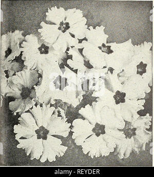 . Dreer spezielle Mitte Sommer Angebot für Floristen 1922: Zuverlässige blumensamen flor Floristen Frühjahrsblüher für Floristen. Blumen Samen Kataloge, Leuchtmittel (Pflanzen) Samen Kataloge; Baumschulen (Gartenbau) Kataloge; Gartengeräte und Zubehör Kataloge. PRIMULA OBCONICA's GRANDIFLORA dreer "Peerless "große Blüte chinise Primel Primula. Die wichtigsten Vertreter der Familie der Florist ist Th "FrlDKed chinesische Primel, unser Angebot an, das wir von einem der führenden englischen Spezialisten beschaffen, und achten Sie darauf, dass die gleiche Zufriedenheit in der Zukunft zu geben, dass sie in der Vergangenheit hat. Der Ob Stockfoto