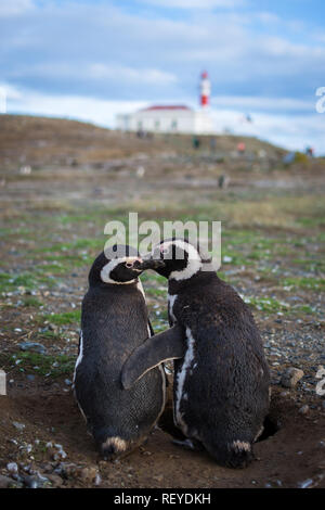 Zwei Magellan-pinguine (Spheniscus Magellanicus) wachen über ihr Nest auf Magdalena Insel in der Nähe von Punta Arenas, Chile. Stockfoto