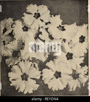 . Dreer spezielle Mitte Sommer Angebot für Floristen 1920: Zuverlässige blumensamen flor Floristen Glühlampen für Floristen. Blumen Samen Kataloge; Baumschulen (Gartenbau) Kataloge; Gartengeräte und Zubehör Kataloge. HENRY A. DREER, Philadelphia, Pa., GROSSHANDEL PREISLISTE Primula. Die wichtigsten Vertreter der Familie der Florist ist die Fransen chinesische Primel, unser Angebot, von denen wir aus den besten Quellen beschaffen, und achten Sie darauf, dass die gleiche Zufriedenheit in der Zukunft zu geben, dass sie in der Vergangenheit hat. Die Obconica Sorten sind auch sehr beliebt, so dass schöne Pflanzen für den Winter blühen. Franse Stockfoto