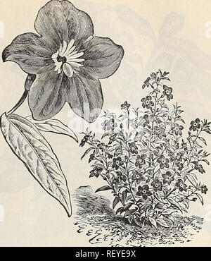 . Dreer die vierteljährlichen Großhandel Preis liste der gemüsesamen Blumensamen Blumenzwiebeln aquatics dekorativen Pflanzen schwer Pflanzen Werkzeuge implementiert usw., usw. Die Glühbirnen (Pflanzen) Kataloge; Blumen Samen Samen Kataloge Kataloge; Gemüse; Baumschulen (Gartenbau) Kataloge. Neue Frilled Begonie. Tuberous-Rooted Begonien. Die Belastung der Tuberous-Rooted Begonien bieten wir auch berühmte umfangreiche Beschreibung zu verlangen, es genügt zu sagen, dass wir mit der gleichen Sorgfalt wie in den vorhergehenden Jahreszeiten verwendet haben, nur solche Belastungen, die sicher satis zu geben - factory Ergebnisse zu wählen. Die Lampen sind von guter Grösse, ausgereift, Stockfoto