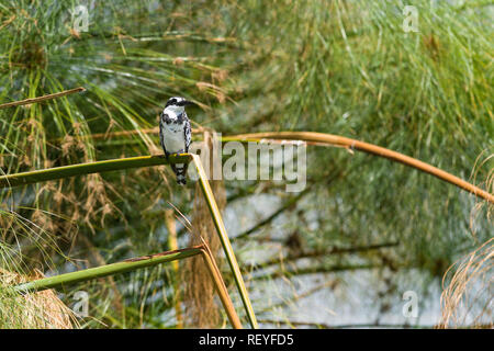 Ein männlicher Pied Kingfisher (Ceryle rudis) mit schwarzem und weißem Gefieder thront auf einem Reed an einem sonnigen Tag, Lake Naivasha, Kenia Stockfoto