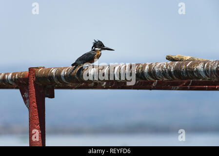 Ein männlicher Giant Kingfisher (Megaceryle maxima), der größten Kingfisher in Afrika, thront auf einem Ponton, Lake Naivasha, Kenia Stockfoto