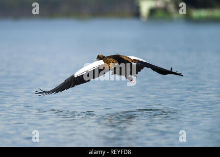 Eine Nilgans (Alopochen Aegyptiaca) im Flug über Wasser, Lake Naivasha, Kenia Stockfoto