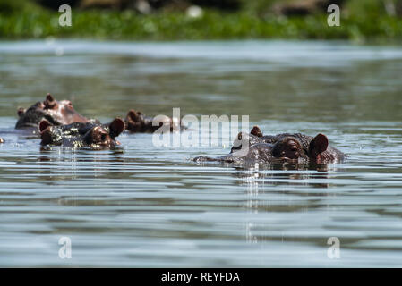 Eine Gruppe oder Pod des Ostafrikanischen Flusspferd (Hippopotamus amphibius) oder nilpferde teilweise eingetaucht in Wasser, Lake Naivasha, Kenia Stockfoto